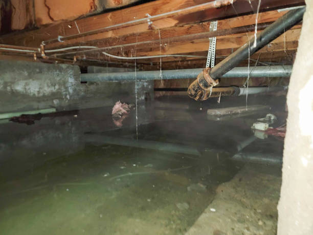 Best Water damage restoration mold remediation  in Andrews, TX