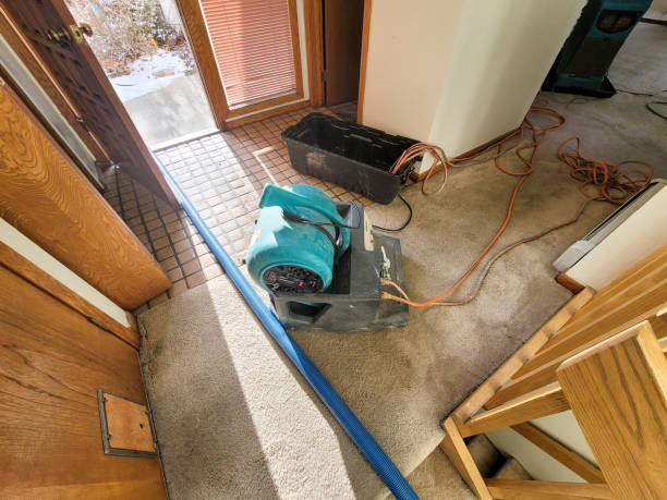 Best Mold removal after water damage  in Andrews, TX